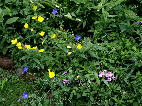 Garden Beauty