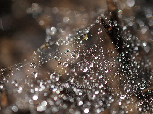 Dewy Spiderweb