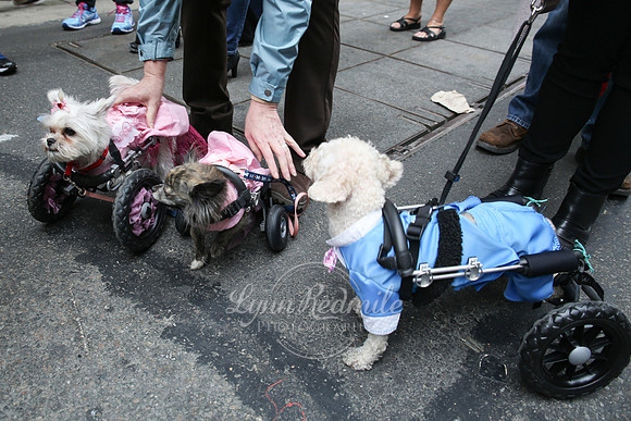Easter Parade 2015 110