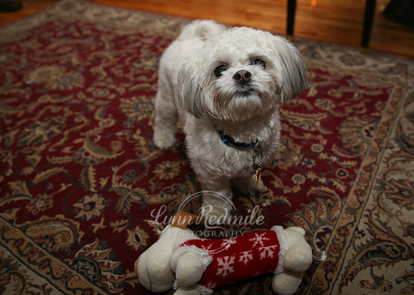 Meg Christmas 2012 21