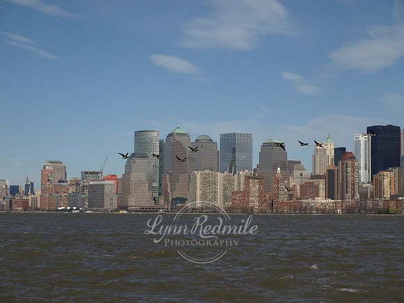 Manhattan Geese