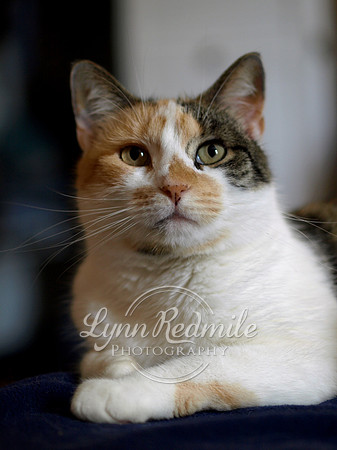 Princess Cat