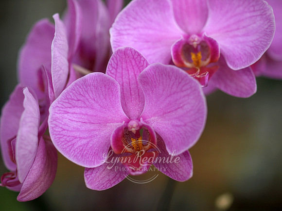 Orchid