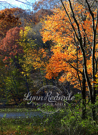 Fall in Harriman State Park