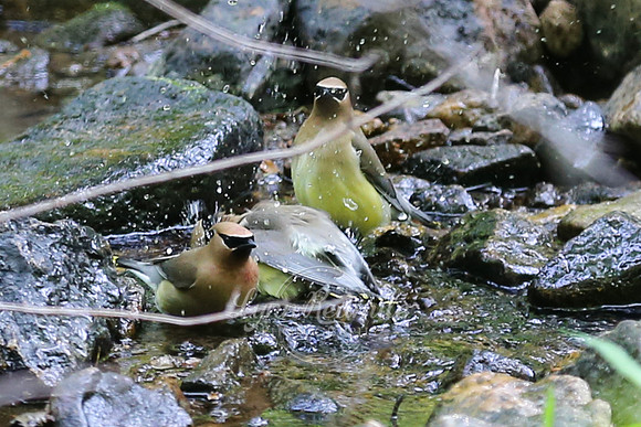 Birding 2018 May 022