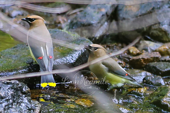 Birding 2018 May 023