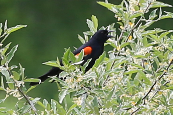 Birding 2018 May 032