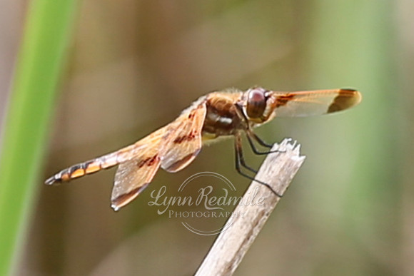 Birding 2018 May 033