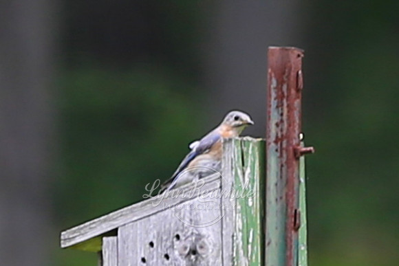 Birding 2018 May 036