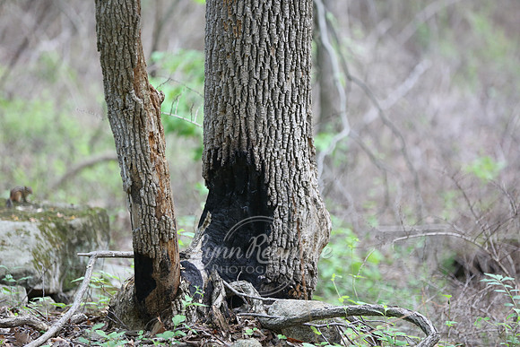 Birding 2018 May 040