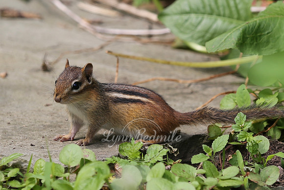 Birding 2018 May 044