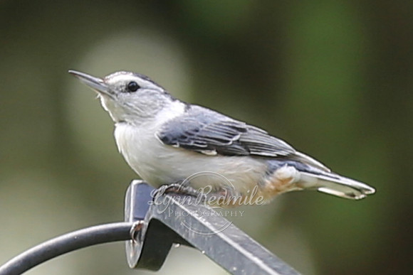 Birding 2018 May 045