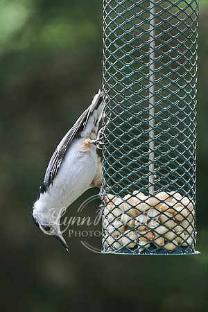 Birding 2018 May 048