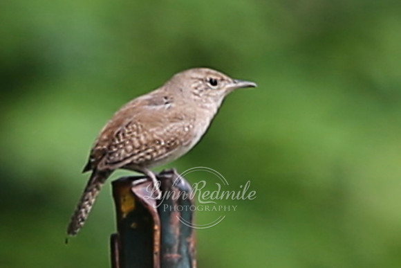 Birding 2018 May 049