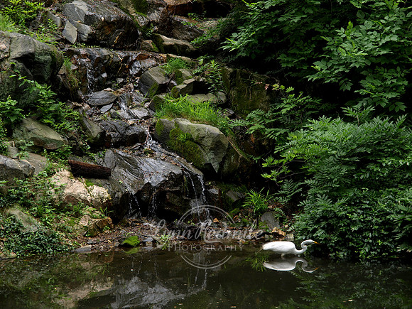Central Park, New York City