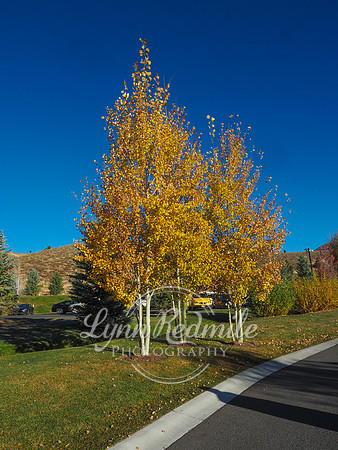 Sun Valley 2018 Music Festival 089