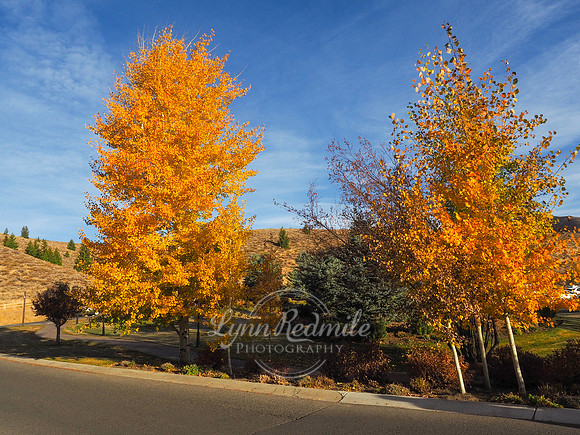 Sun Valley 2018 Music Festival 327