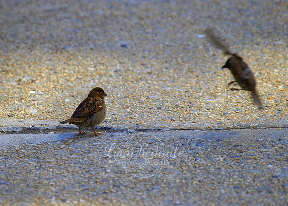 Sparrow fun