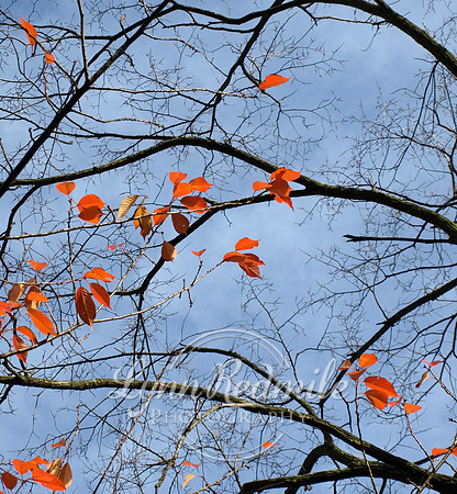 Fall