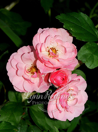 Pink Roses