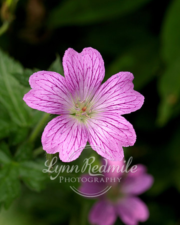 Pink Beauty
