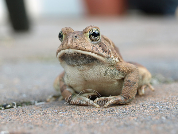 Contemplative Frog