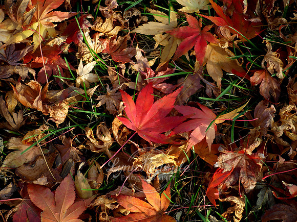 Fall Leaves