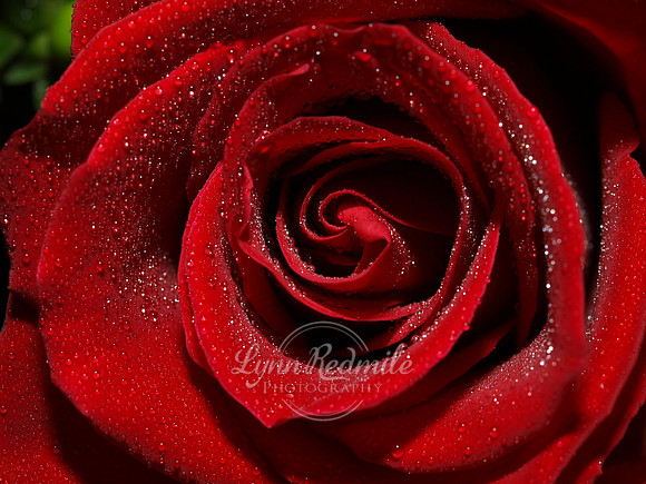 Red Rose