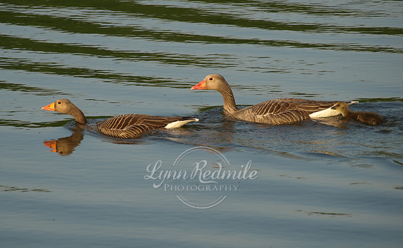 Ducks on the River Witham