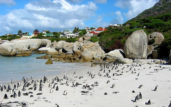 Boulders Bay Penguins, Cape Town