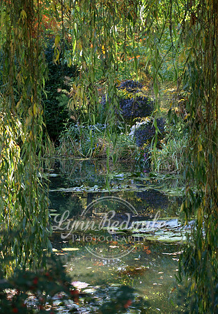 Monet's Waterlilies at Giverny