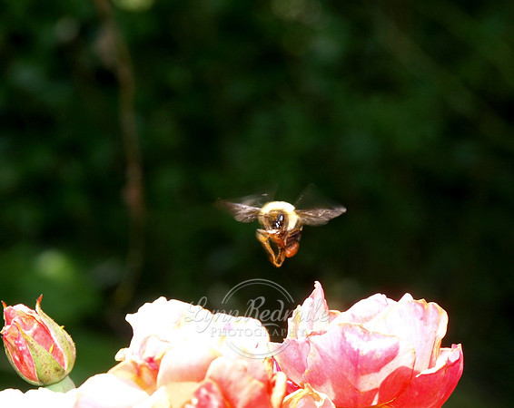 Hover Bee