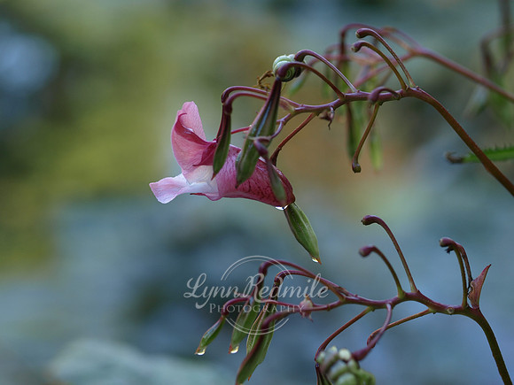 Dewdrop at Giverny, France
