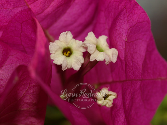Bougainvillea