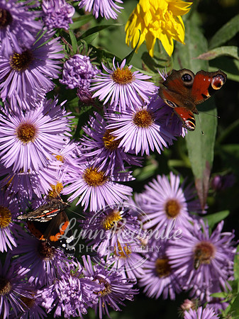 Monet's butterfly