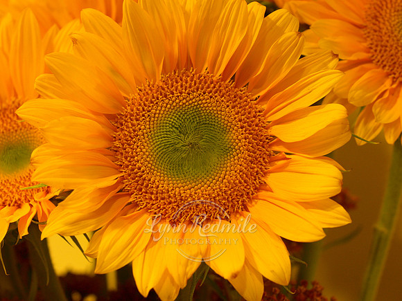 Sunflower